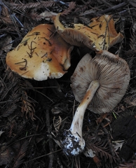 Cortinarius talus