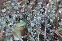 Cladonia rappii