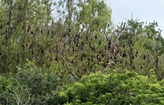 Pteropus poliocephalus