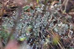 Cladonia rappii