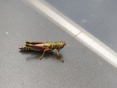 Zeylonacris continentalis