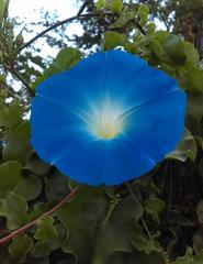 Ipomoea tricolor