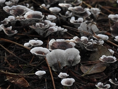 Phellodon tomentosus