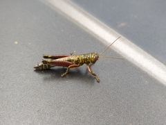 Zeylonacris continentalis