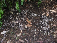 Phellodon tomentosus