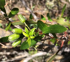 Billardiera cymosa