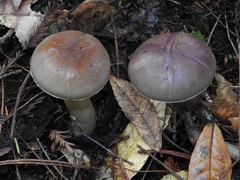 Cortinarius infractus