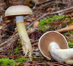 Cortinarius infractus