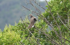 Streptopelia chinensis