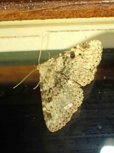Four-spotted Fungus Moth