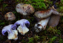 Cortinarius glaucocephalus