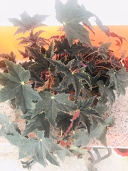 Begonia rex-cultorum