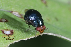 Spaniocelyphus palmi