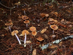 Cortinarius seidliae