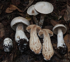 Cortinarius alboglobosus