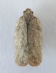 Flatoides enota