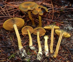 Cortinarius fuscoflavidus