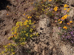 author not stated, no rights reserved Osteospermum hyoseroides, photograph author not stated, no rights reserved