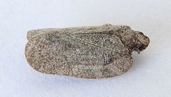 Flatoides enota