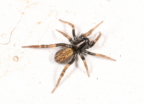 Allocosa funerea photo 3