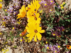 author not stated, no rights reserved Osteospermum hyoseroides, photograph author not stated, no rights reserved