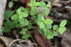 Gonocarpus oreophilus