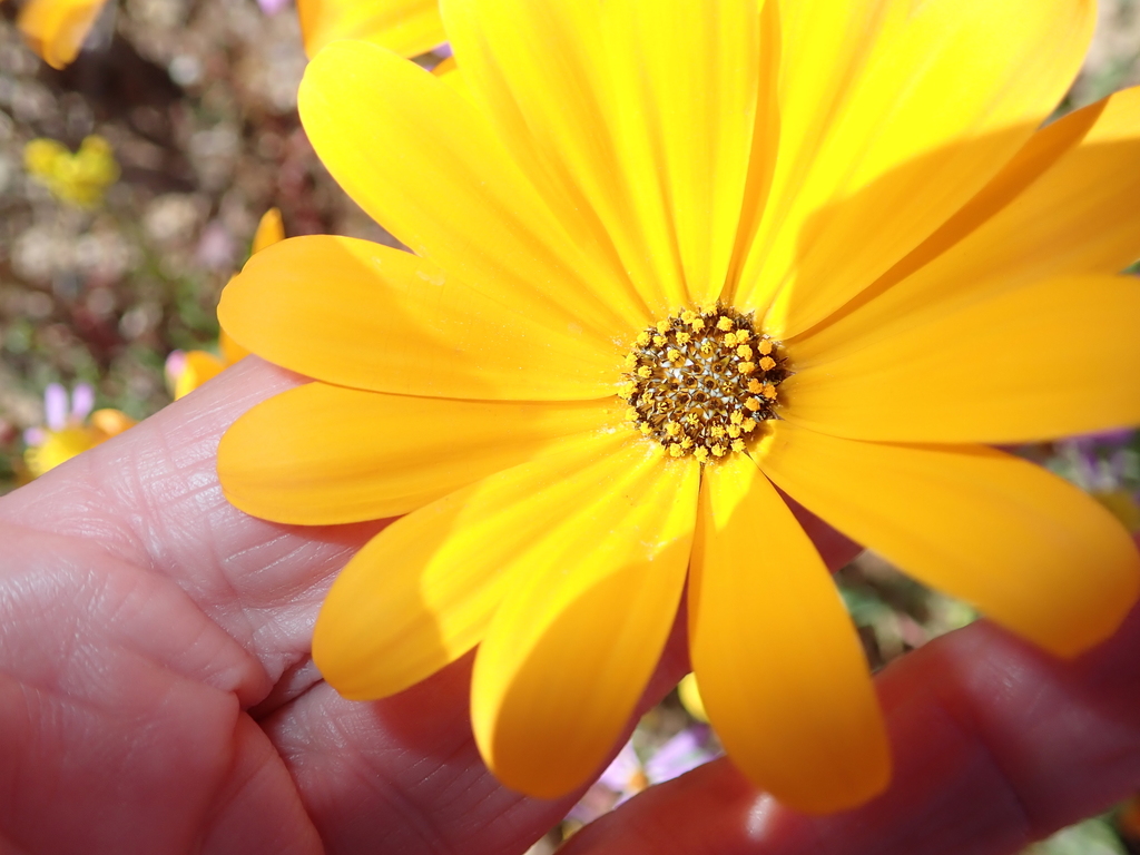 Osteospermum hyoseroides; photograph author not stated, no rights reserved