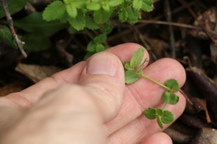 Gonocarpus oreophilus