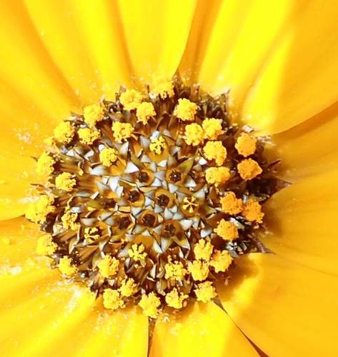 Dassiepee Boneseed (Osteospermum hyoseroides)