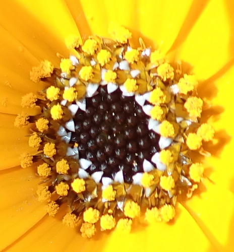 Image of Osteospermum hyoseroides by no rights reserved