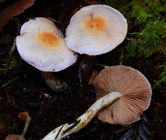 Cortinarius oregonensis