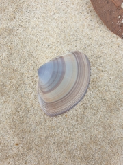 Austromactra contraria