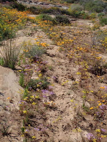 Image of Osteospermum hyoseroides by no rights reserved