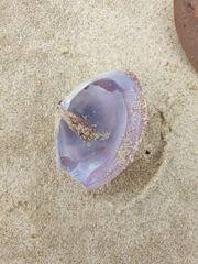 Austromactra contraria