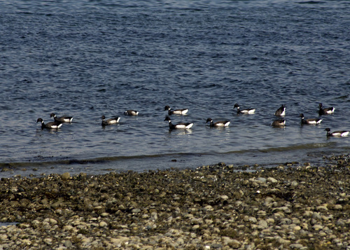 Branta bernicla