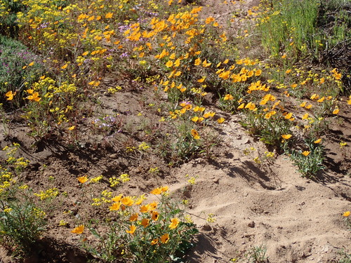Osteospermum hyoseroides, photograph 6
