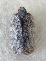 Flatoides enota