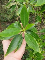 Myoporum acuminatum
