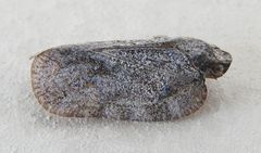 Flatoides enota