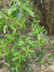 Myoporum acuminatum