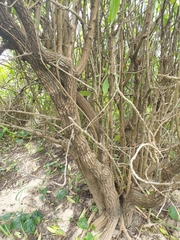 Myoporum acuminatum