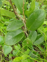 Hoya australis australis