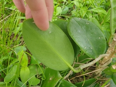 Hoya australis australis
