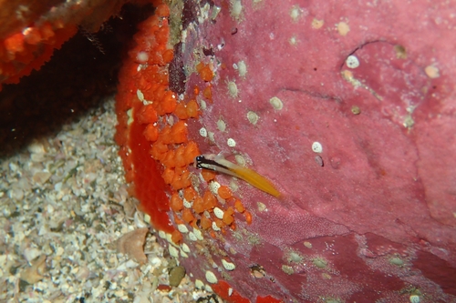 Yellowblack triplefin (Forsterygion flavonigrum) — Tripterygiidae — 4
