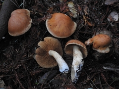 Cortinarius laniger