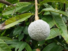 Annona reticulata