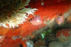 Monomyces rubrum