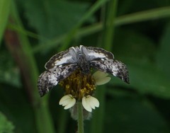 Chiomara georgina