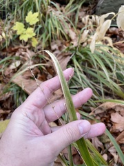 Carex laxiculmis copulata