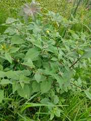 Salpichroa tristis